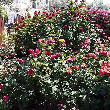 Jaime Cyprus * ארגאקה